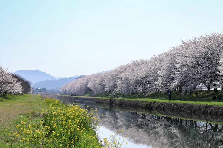 流川桜並木