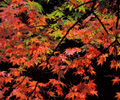紅葉【延寿寺曽根の櫨並木】【屋部地蔵公園】